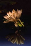 Fragrant Water Lily